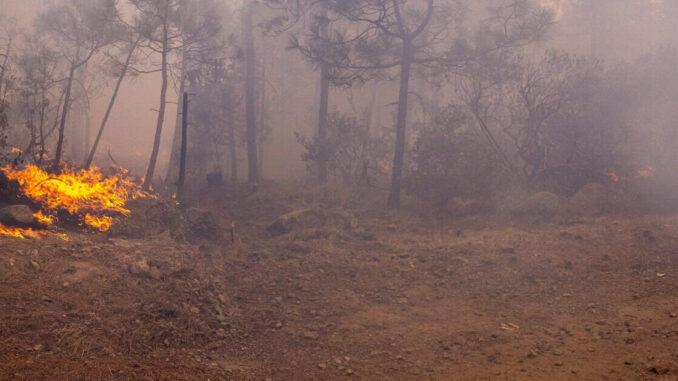Combaten 164 brigadistas 11 incendios forestales activos en la entidad