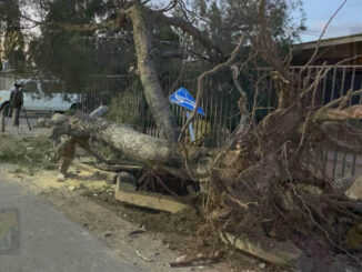 Derribo de árbol por tráiler provoca daños en avenida Mirador