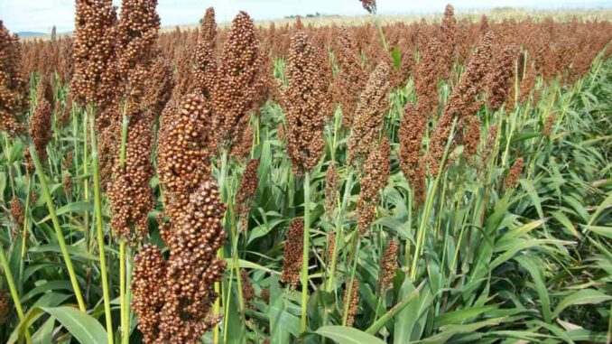 Beneficiarán a productores agrícolas con subsidios para semilla de sorgo forrajero