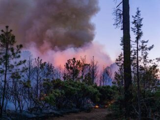 Combaten 262 brigadistas los 13 incendios forestales activos en 9 municipios