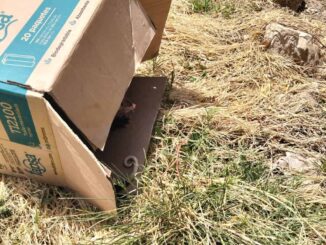 Rescatan y liberan a tlacuache en zona segura tras ser avistado cerca de zona urbana