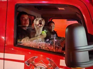 Rescatan Bomberos de Cuauhtémoc a perrita atrapada en dren pluvial