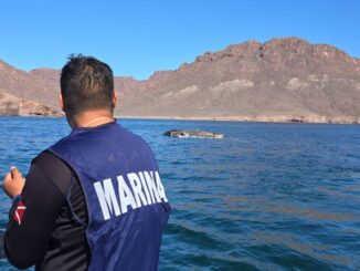 Semar lidera operación de puesta a flote de ballena muerta en costas de Sonora
