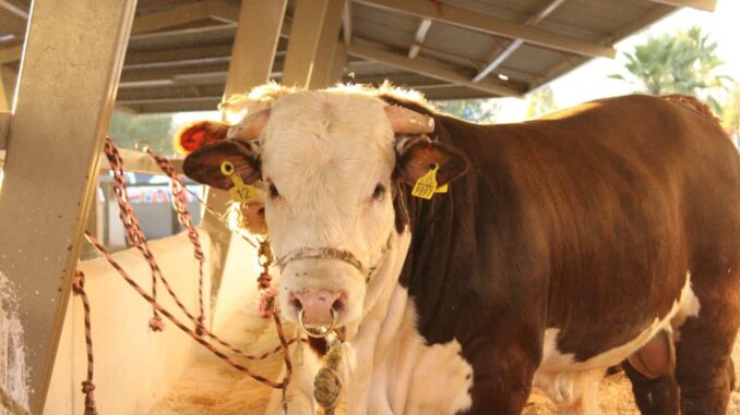 Lanza SDR convocatoria para apoyar a productores ganaderos en la adquisición de sementales bovinos