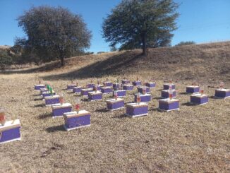 Inicia recepción de solicitudes para el otorgamiento de subsidios a productores apícolas