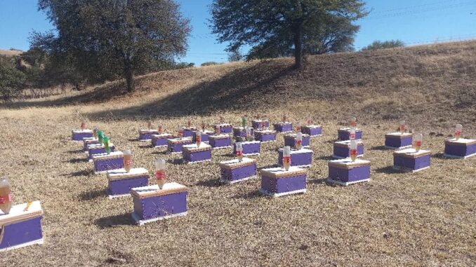 Inicia recepción de solicitudes para el otorgamiento de subsidios a productores apícolas