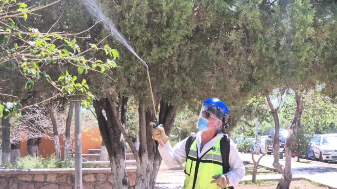 Fumiga municipio diariamente los espacios públicos de la ciudad para prevenir plagas