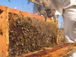 Invita SDR a apicultores a acceder al apoyo de azúcar para alimentación de abejas