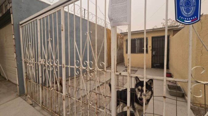 Rescató Fiscalía Zona Norte en marzo a 17 mascotas en situación de maltrato