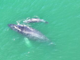 #Video Marina resguarda parto de ballena jorobada en Guerrero
