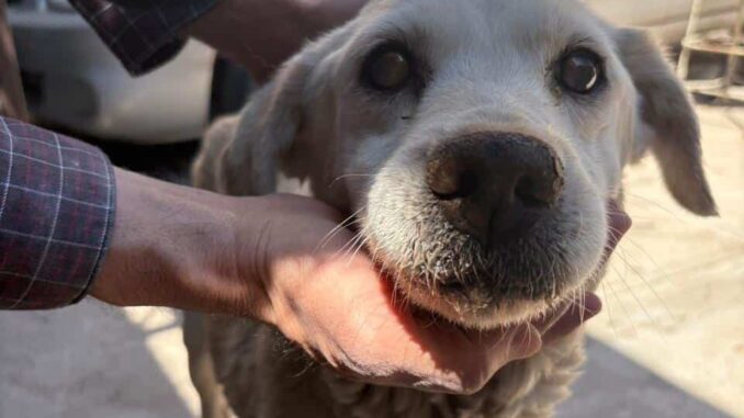 Atienden dependencias del gobierno municipal salud de perrita de colonia San Pablo