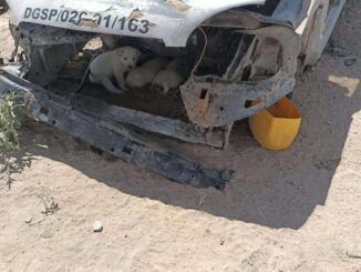 Rescatan a 4 cachorros y a su mamá de un baldío en Cuatro Siglos