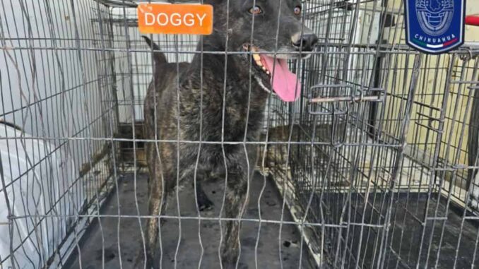 Rescatados 71 animales en situación de maltrato en lo que va del año en Juárez