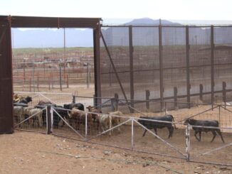 Chihuahua no registra casos de GBG: se mantiene libre de la enfermedad y refuerza su vigilancia sanitaria