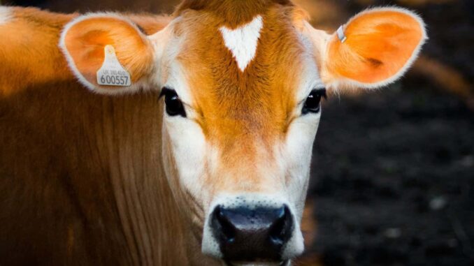 Sheinbaum califica de «injusta» la decisión de EE.UU. de cerrar la frontera al ganado mexicano