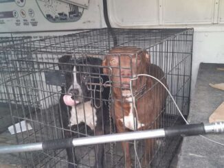 Incita a sus perros para que ataquen a mujer que recolectaba basura; lo detienen