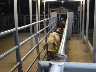 Ganaderos piden sellar la frontera sur ante el gusano barrenador