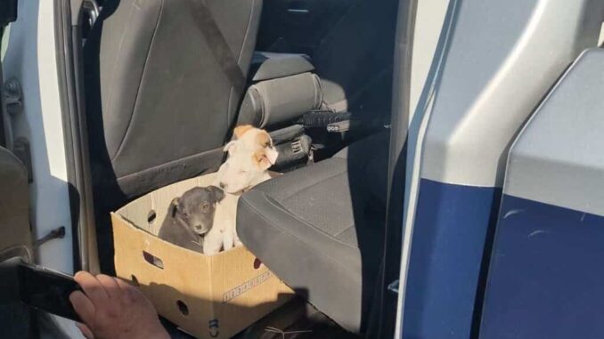 Resguardan a cuatro cachorros abandonados en baldío de Misiones del Sur