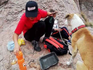 Emite Municipio recomendaciones para proteger a tus mascotas por altas temperaturas