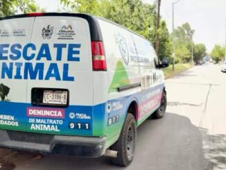 Atiende Municipio caso de perros pitbull que lesionaron a otros caninos