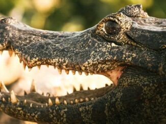 ‘Alcatraz Lagarto’, cárcel rodeada de caimanes y serpientes para migrantes detenidos