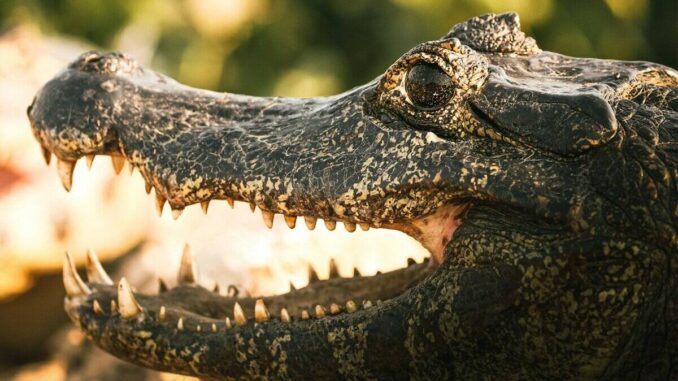 ‘Alcatraz Lagarto’, cárcel rodeada de caimanes y serpientes para migrantes detenidos