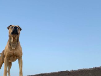 ¿Tener a tu perro en la azotea es maltrato? Informa Municipio al respecto