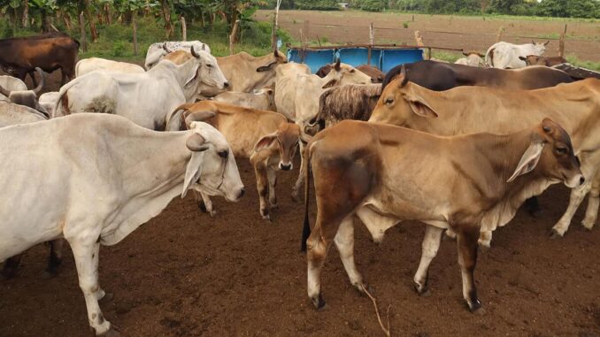 Industria de la carne prevé «inminente» reapertura de exportaciones a EE.UU.