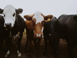 Cruzan a EE.UU. las primeras cabezas de ganado mexicano tras reapertura de frontera