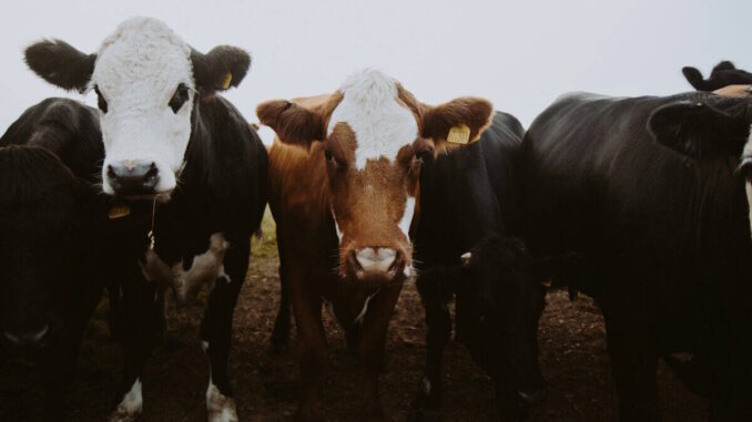 Cruzan a EE.UU. las primeras cabezas de ganado mexicano tras reapertura de frontera
