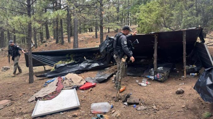 Destruyen campamento utilizado por integrantes del crimen organizado en Madera