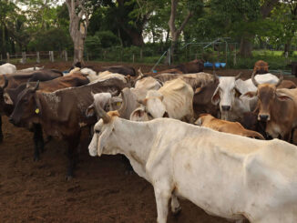 México ha interceptado 32 cargamentos de ganado con gusano barrenador desde noviembre