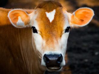 Sheinbaum busca acelerar reapertura de frontera para el ganado mexicano tras primer acuerdo con EE.UU.