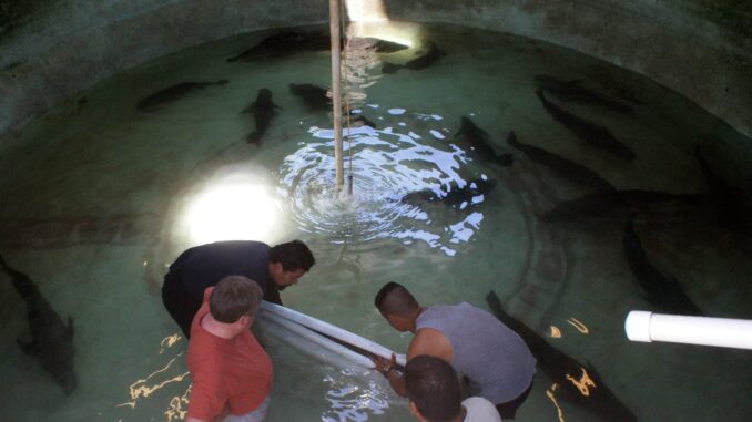 México libera 40 mil crías de totoaba en estado de Baja California Sur