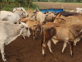 México celebra la reapertura gradual de la frontera de EE.UU. para el ganado el 7 de julio