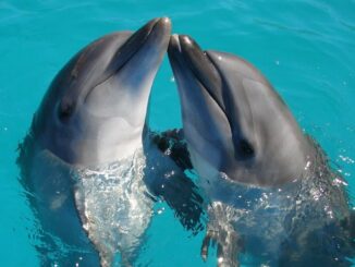 México prohíbe el uso de delfines y mamíferos marinos en espectáculos