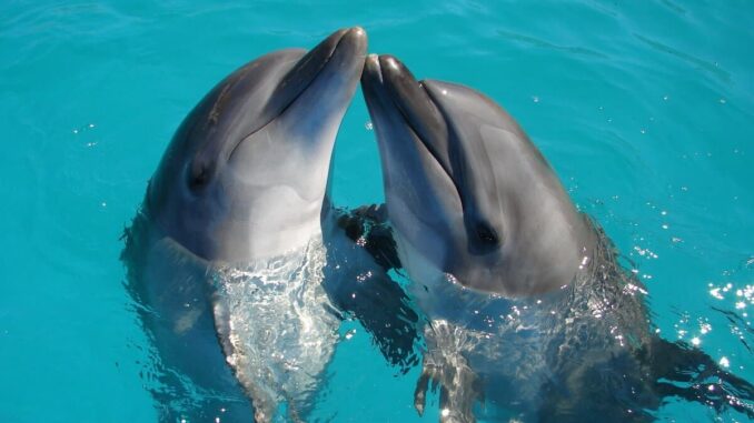 México prohíbe el uso de delfines y mamíferos marinos en espectáculos