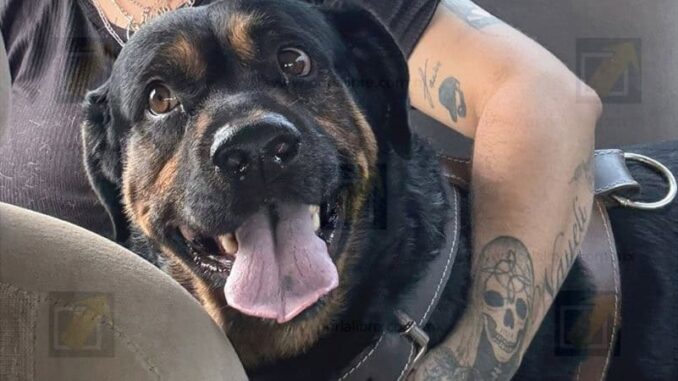 Piden apoyo para encontrar a Teo