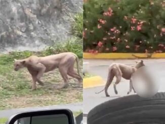 #Video Reportan avistamiento de Puma en Monterrey