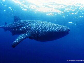 Documental busca concienciar de las amenazas del tiburón ballena en México