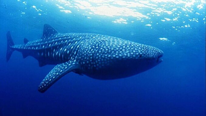 Documental busca concienciar de las amenazas del tiburón ballena en México