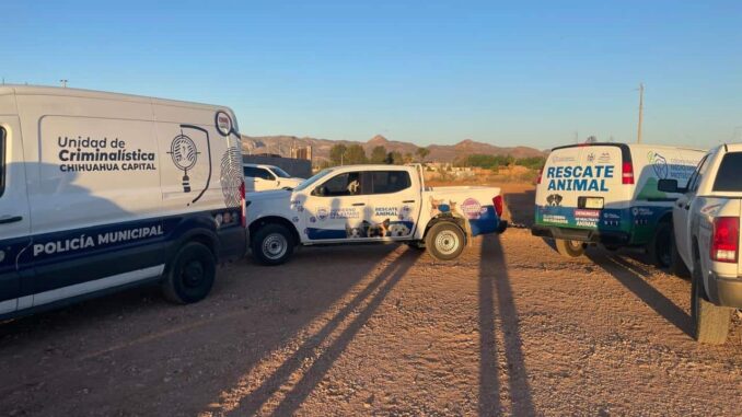 Recaban evidencia y testimonios en caso de cachorros cubiertos con chapopote