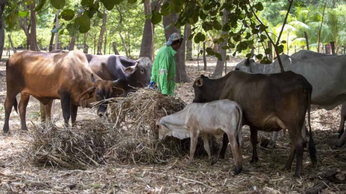 Suman cuatro casos de miasis por gusano barrenador en humanos en México