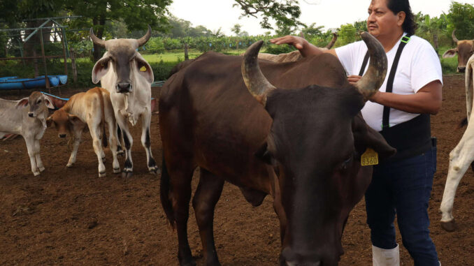 Ganaderos mexicanos critican falta de controles en la frontera sur ante el gusano barrenador