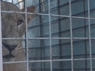 BioParc El Encanto albergará a más de 700 animales rescatados en Mazatlán