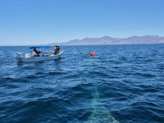 Marina rescata y libera a una ballena jorobada en el Golfo de California