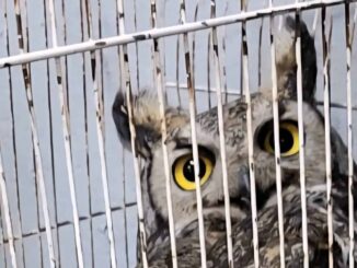 Bomberos rescata búho lastimado en una vivienda