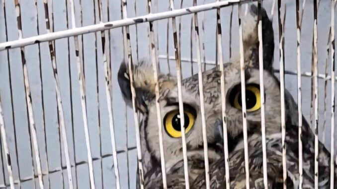 Bomberos rescata búho lastimado en una vivienda