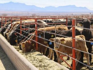 Gobierno del Estado se compromete a blindar a Chihuahua del Gusano Barrenador