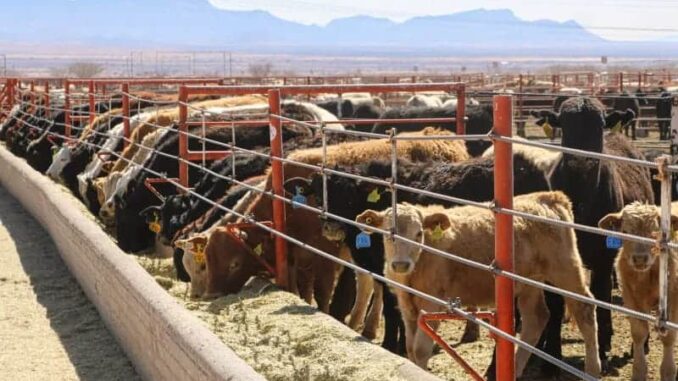 Gobierno del Estado se compromete a blindar a Chihuahua del Gusano Barrenador